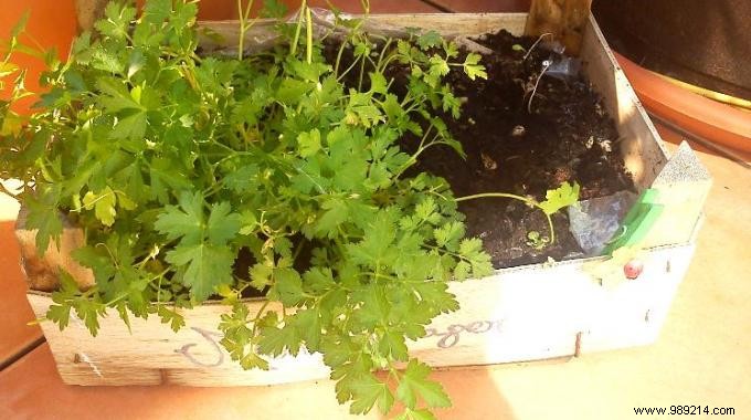 A Free and Easy to Make Vegetable Garden! 