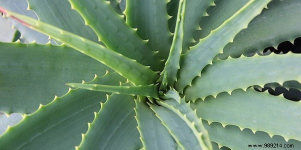 40 Uses of Aloe Vera That Will Amaze You! 