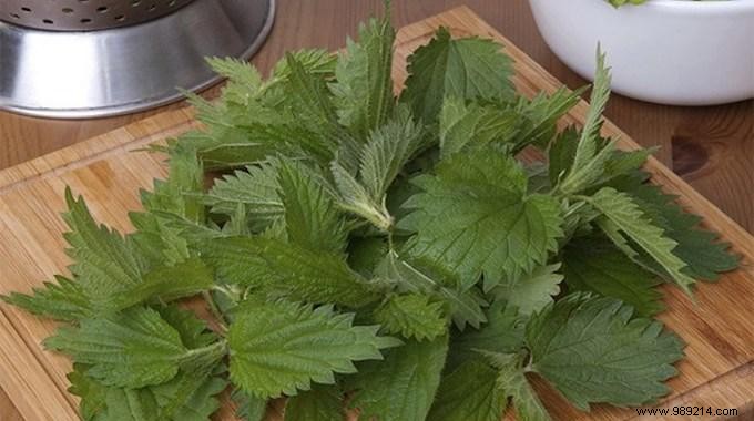 The 6 Benefits of Nettle For Your Body. 