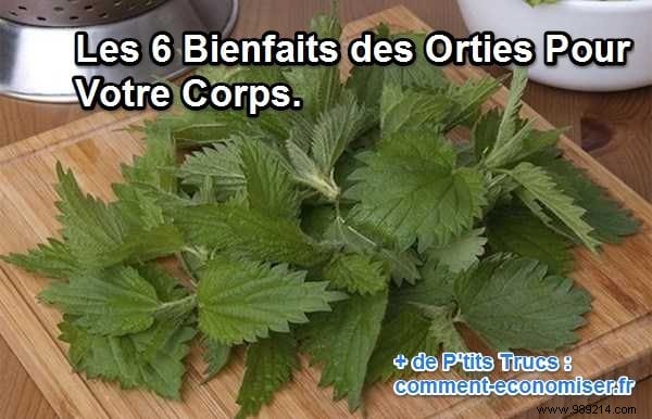 The 6 Benefits of Nettle For Your Body. 