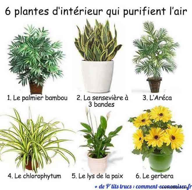 6 Indoor Plants That Purify the Air. 