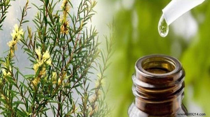 Tea Tree Essential Oil:14 Must-Know Uses. 