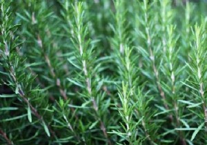According to a Study:Smelling Rosemary Increases Memory by 75%. 