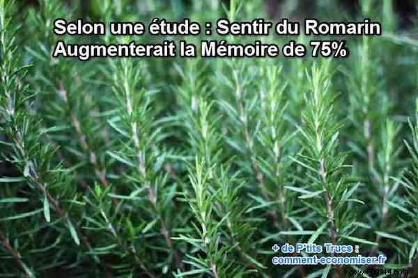 According to a Study:Smelling Rosemary Increases Memory by 75%. 