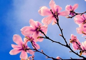 My 3 Infallible Tips for a Healthy Spring. 