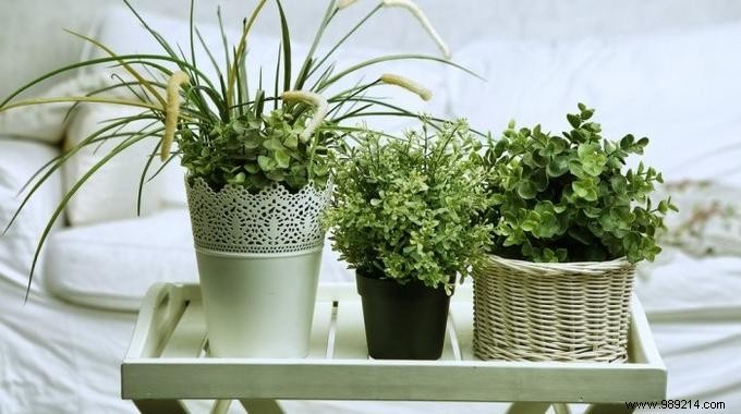 6 Plants To Grow In Your Bedroom To Improve Your Health. 