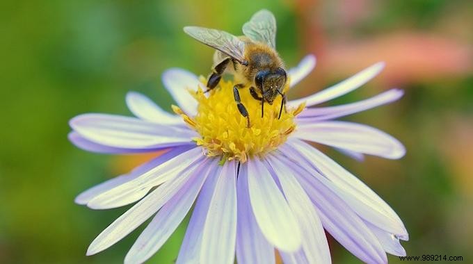 Plant These Flowers And Plants To Help The Bees! 