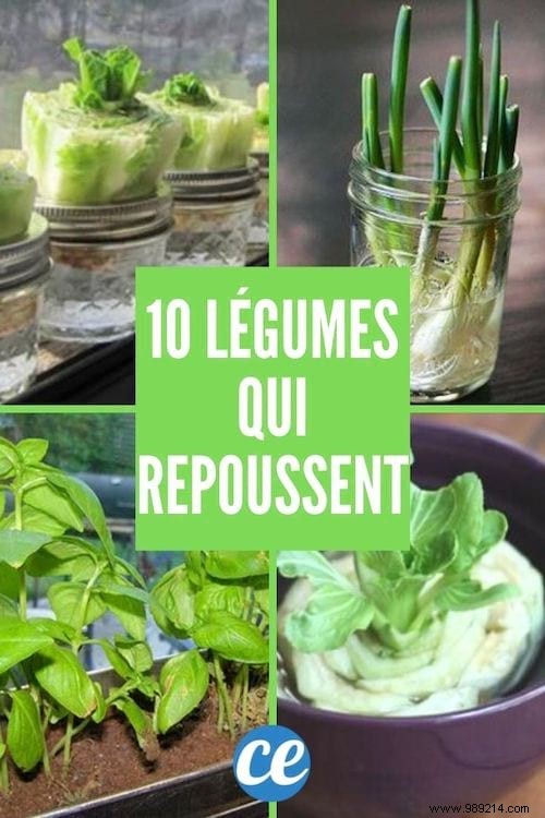 10 vegetables you can regrow forever! 