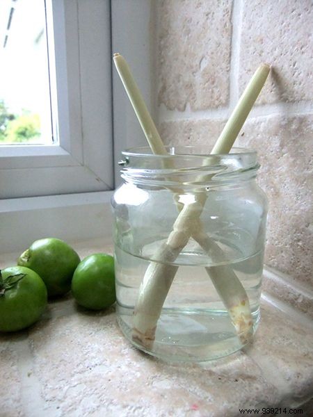 10 vegetables you can regrow forever! 