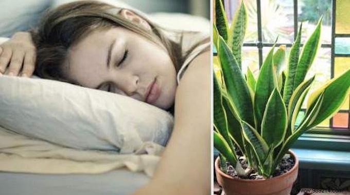 10 Effective Plants To Help You Sleep (WITHOUT Sleeping Pills). 