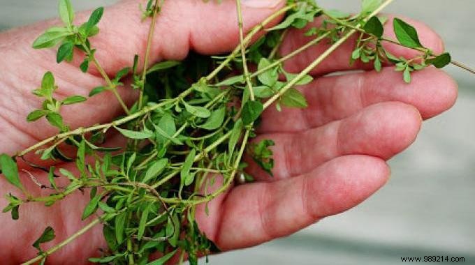 Thyme Essential Oil:Its Benefits and Uses to Know. 