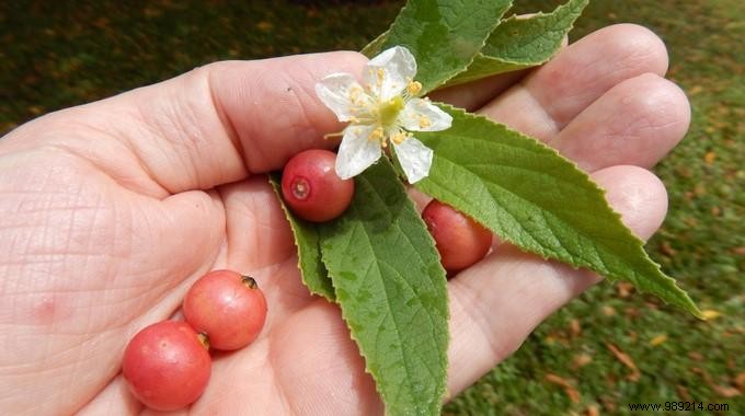 Panama Cherries:13 Incredible Health Benefits No One Knows About. 