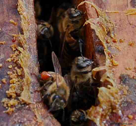 8 Benefits of Propolis You Should Know. 