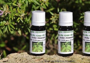 Rosewood Essential Oil: Proven Benefits, Uses, and Expert Recipes