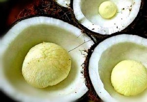 10 Coconut Embryo Benefits Nobody Knows About. 