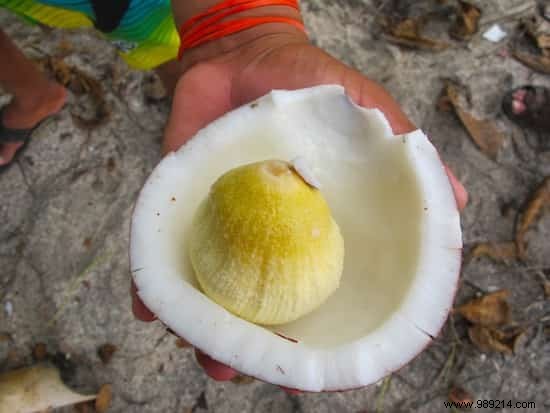 10 Coconut Embryo Benefits Nobody Knows About. 