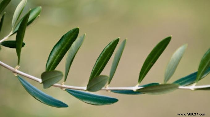 Olive Leaf, the Miracle Antibiotic Nobody Knows About. 