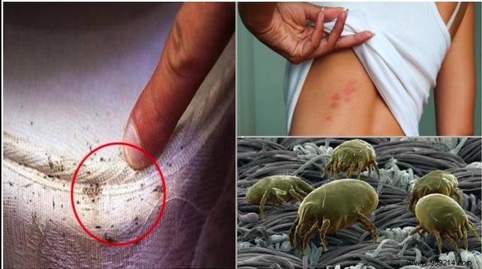 These critters live in your bed and attack your lungs! Here is the Easy, Fast and Natural Method To Eliminate Them. 