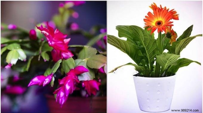 9 Plants That Release Oxygen Even AT NIGHT. 