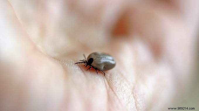 3 Essential Tips To Avoid Being Bitten By A Tick. 