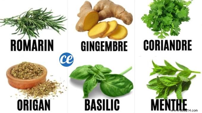 10 Herbs That Heal (And Which To Use According To Your Symptoms). 