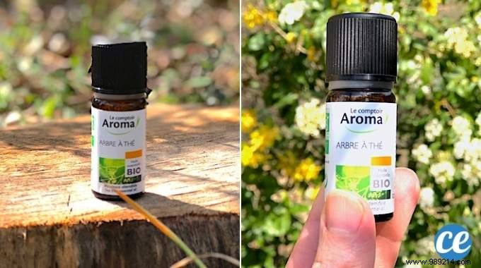 25 Amazing Uses of Tea Tree Essential Oil. 