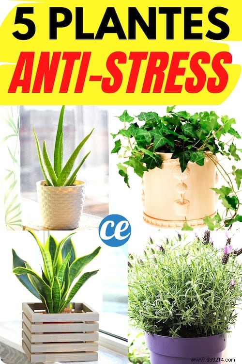 Anxiety:5 Plants to Put in Your Bedroom to Sleep Better From Tonight. 