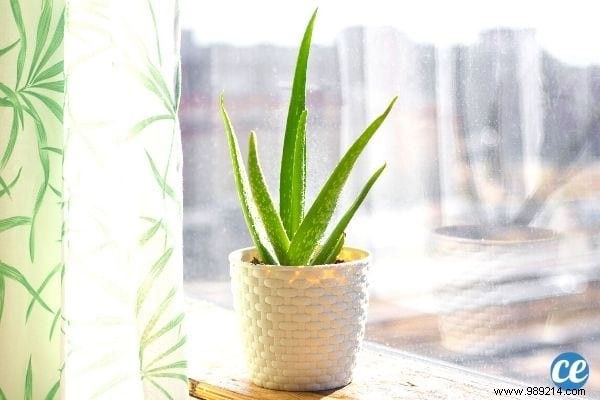 Anxiety:5 Plants to Put in Your Bedroom to Sleep Better From Tonight. 