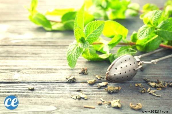 15 Benefits and Uses of Lemon Balm, a MAGIC Medicinal Plant. 