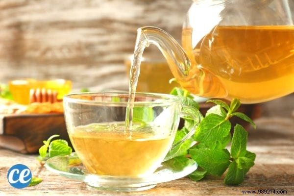 15 Benefits and Uses of Lemon Balm, a MAGIC Medicinal Plant. 