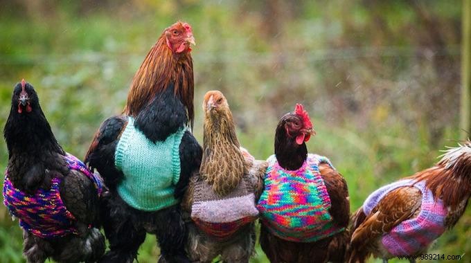 A Woman Knits Little Wool Sweaters To Keep Her Chickens Warm. 