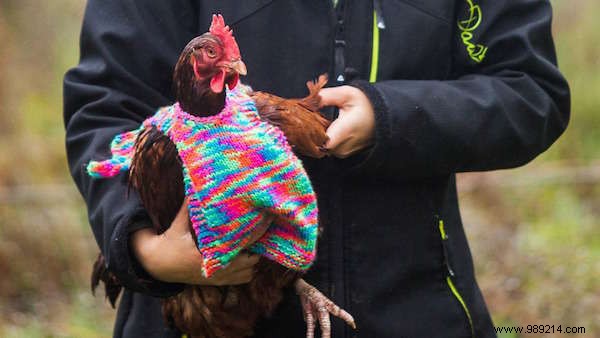 A Woman Knits Little Wool Sweaters To Keep Her Chickens Warm. 