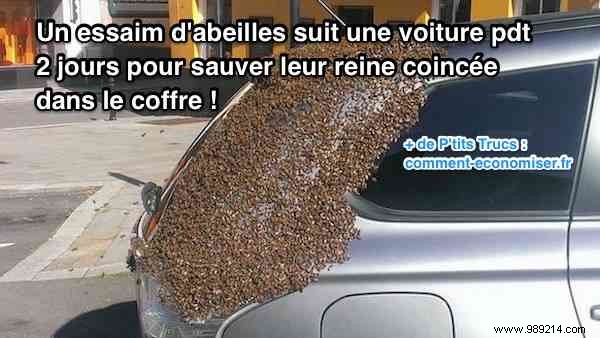 A Swarm Of Bees Follows A Car For 2 Days To Rescue Their Queen Stuck In The Trunk. 