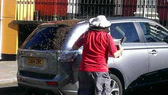A Swarm Of Bees Follows A Car For 2 Days To Rescue Their Queen Stuck In The Trunk. 