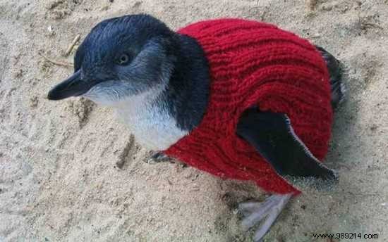 Australia s Oldest Man Knits Sweaters For Injured Penguins. 