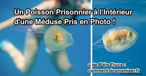 Unusual:A Prisoner Fish Inside a Jellyfish Has Been Caught on Photo! 