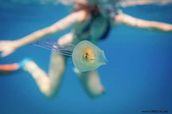 Unusual:A Prisoner Fish Inside a Jellyfish Has Been Caught on Photo! 