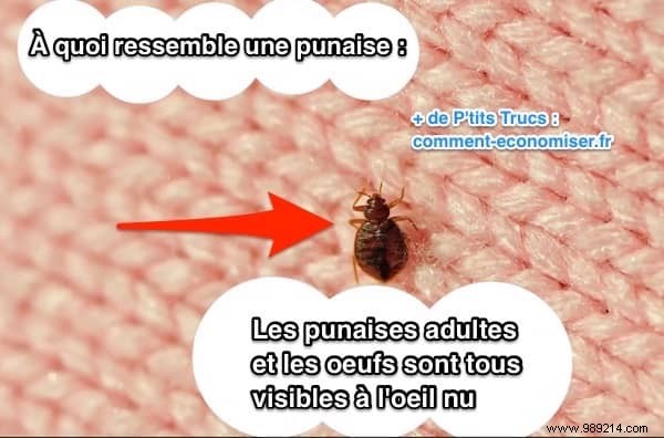 Here s How To Tell If There Are Bed Bugs In Your Hotel Room. 