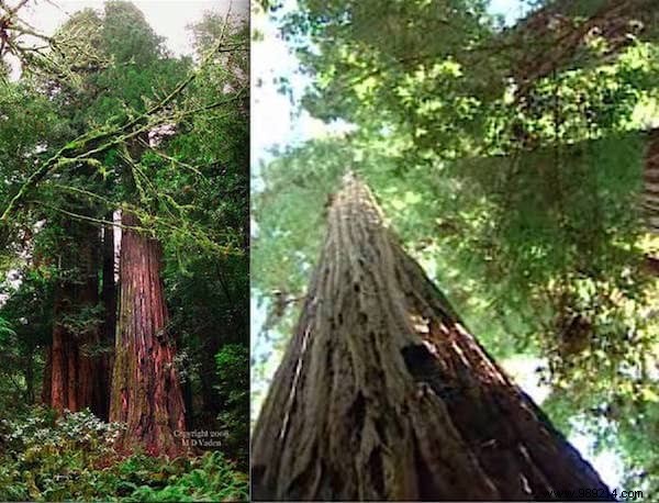 The 10 Most AMAZING Trees in the World. 