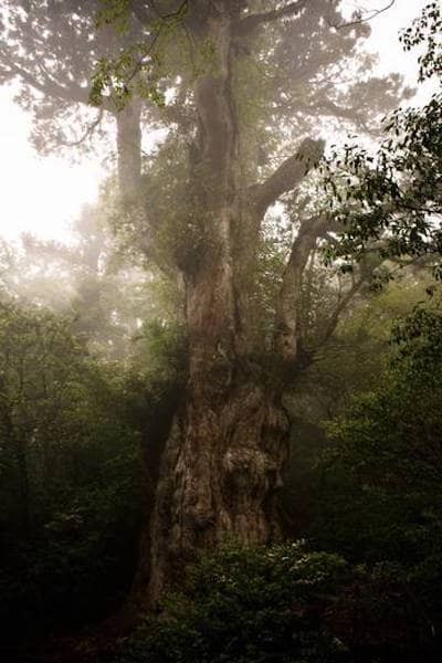 The 10 Most AMAZING Trees in the World. 