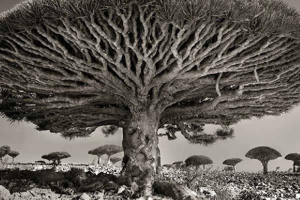 The 19 Oldest And Most Incredible Trees In The World. 