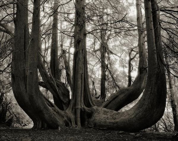The 19 Oldest And Most Incredible Trees In The World. 