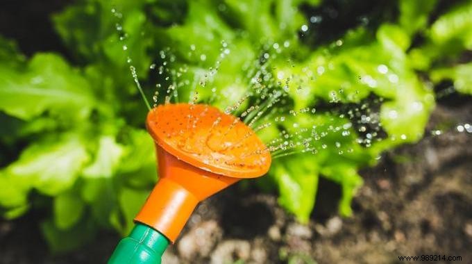 5 Tips for Watering Your Plants Less Often. 