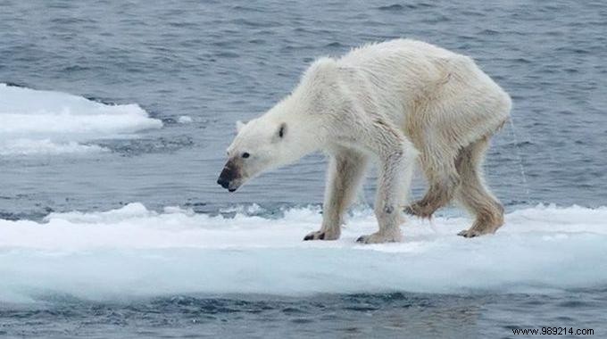 This Photo Of A Polar Bear Proves It s Really Time To Take Action For The Planet. 