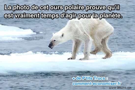 This Photo Of A Polar Bear Proves It s Really Time To Take Action For The Planet. 