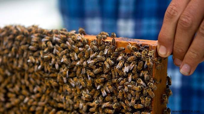 In Cuba, A PESTICIDE-FREE Country, Bees Are In TOP SHAPE. 