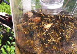 Tired of Wasps When You Eat Out? The Tip for Being Quiet! 