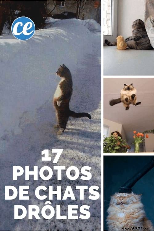 17 Cat Photos That Are Definitely the Best Cat Photos Ever Taken. 