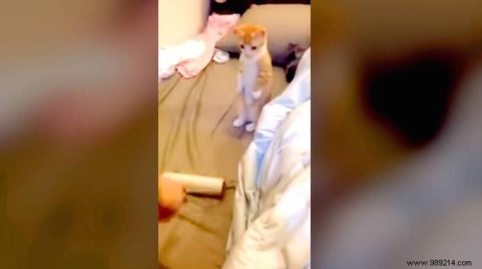Video:This Little Kitten Waits Patiently For Her Bed To Be Cleaned. 
