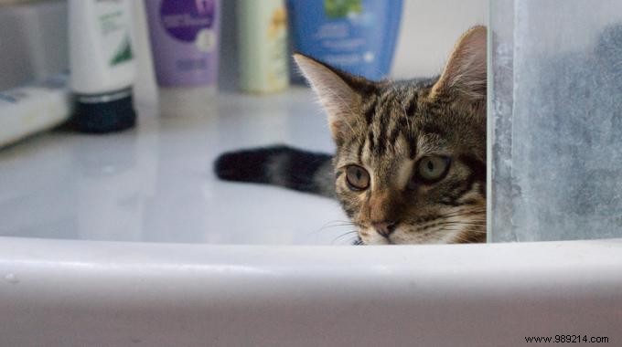 2 Natural Tips for Washing your Cat without Animal Soap. 